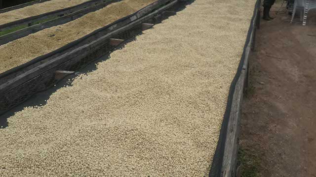 Dried Coffee