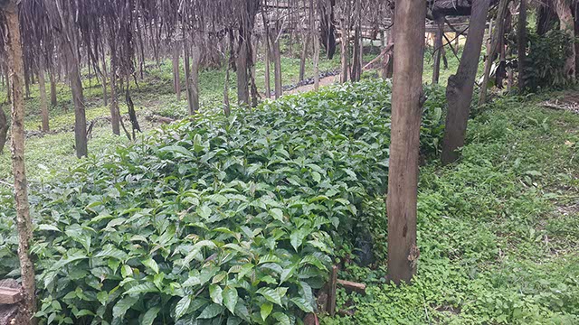 Tea Nursery